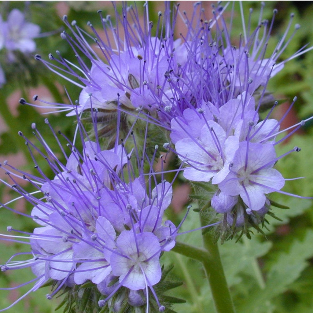 Blue Tansy Essential Oil - Organic & Therapeutic-Grade