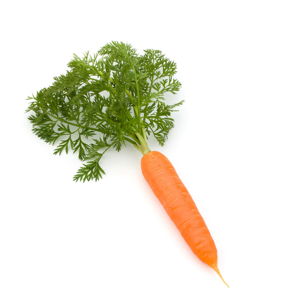 Carrot Seed Essential Oil - Organic & Therapeutic-Grade