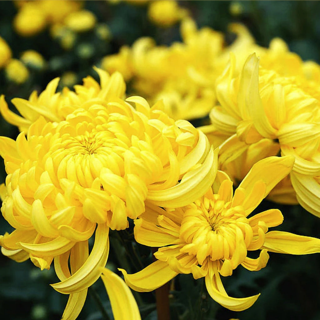 Chrysanthemum Flowers - Organic