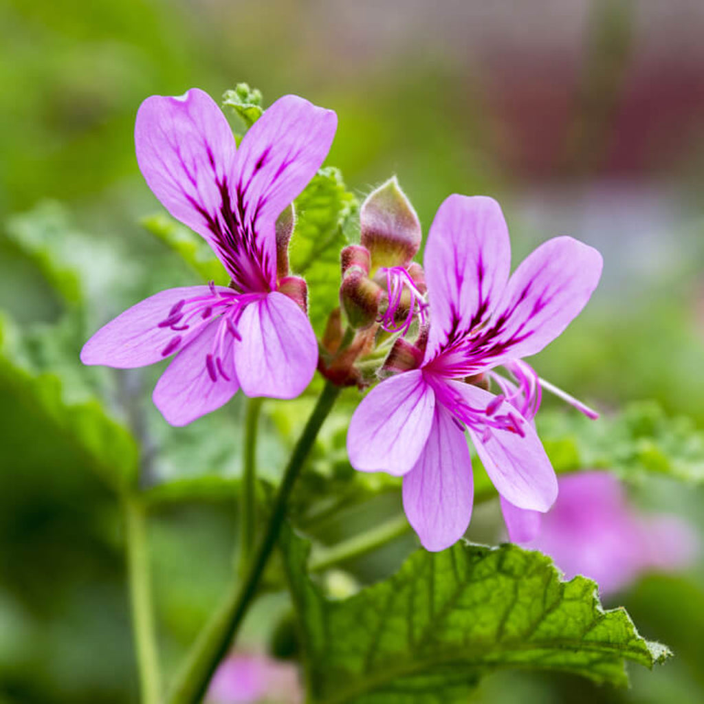 Geranium Essential Oil - Organic & Therapeutic-Grade