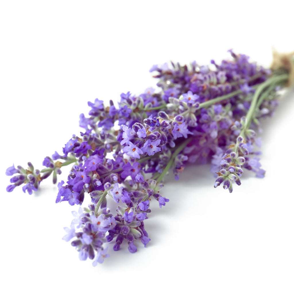 Lavender Essential Oil - Organic & Therapeutic-Grade