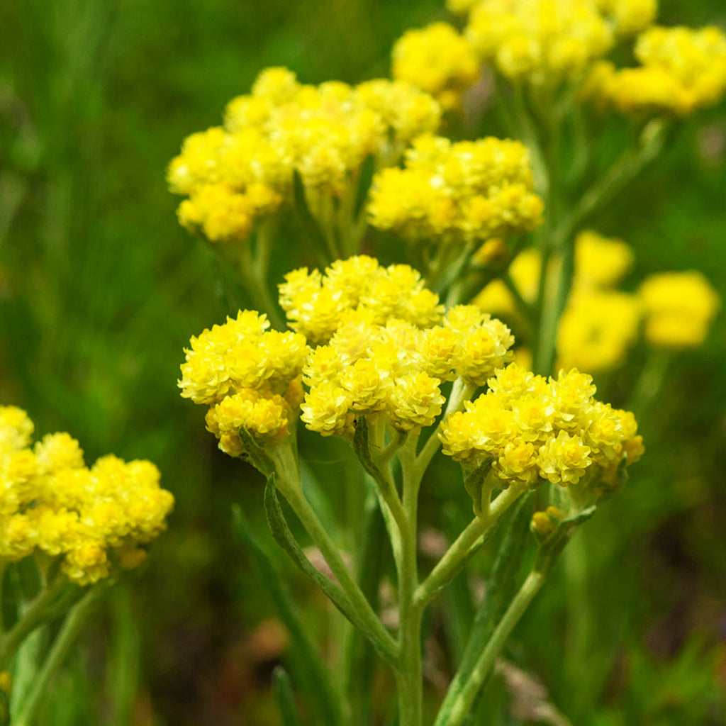 Helichrysum Flowers - Organic