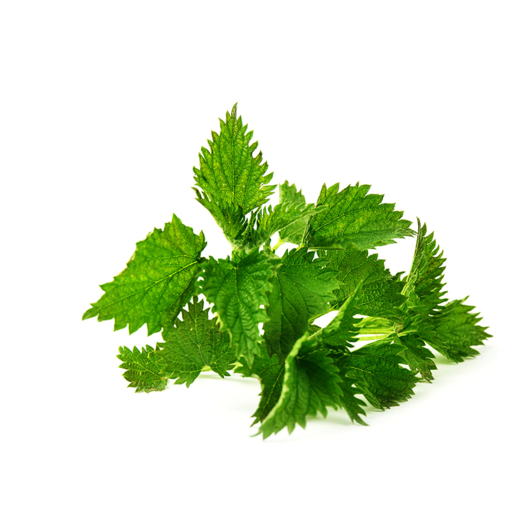 Nettle Leaves - Organic