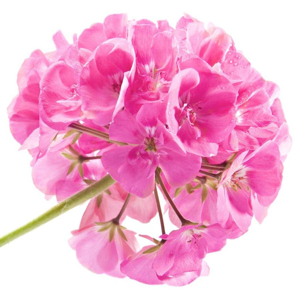 Rose Geranium Essential Oil - Organic & Therapeutic-Grade