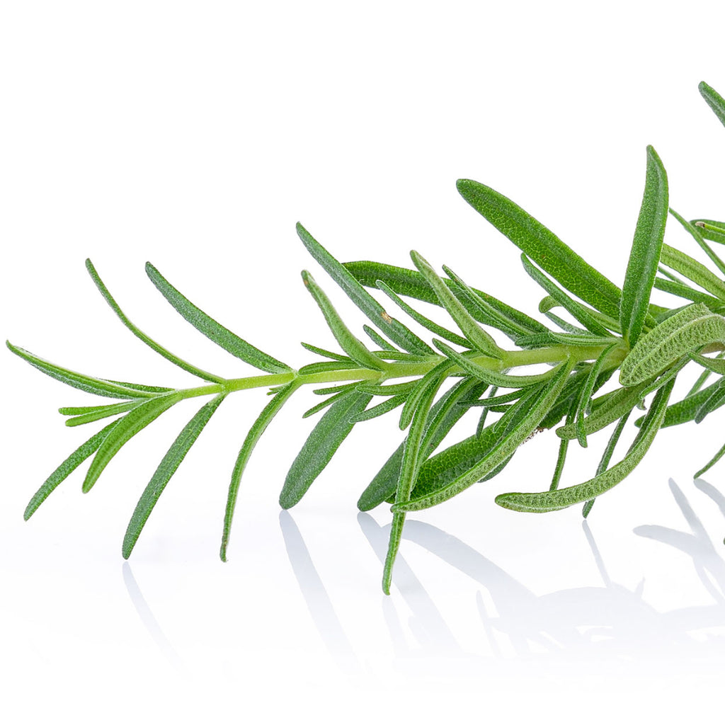 Rosemary Essential Oil - Organic & Therapeutic-Grade