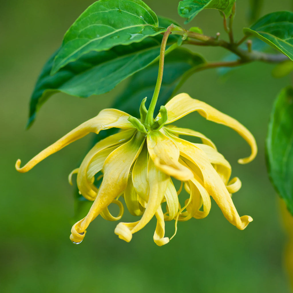 Ylang Ylang Essential Oil - Organic & Therapeutic-Grade