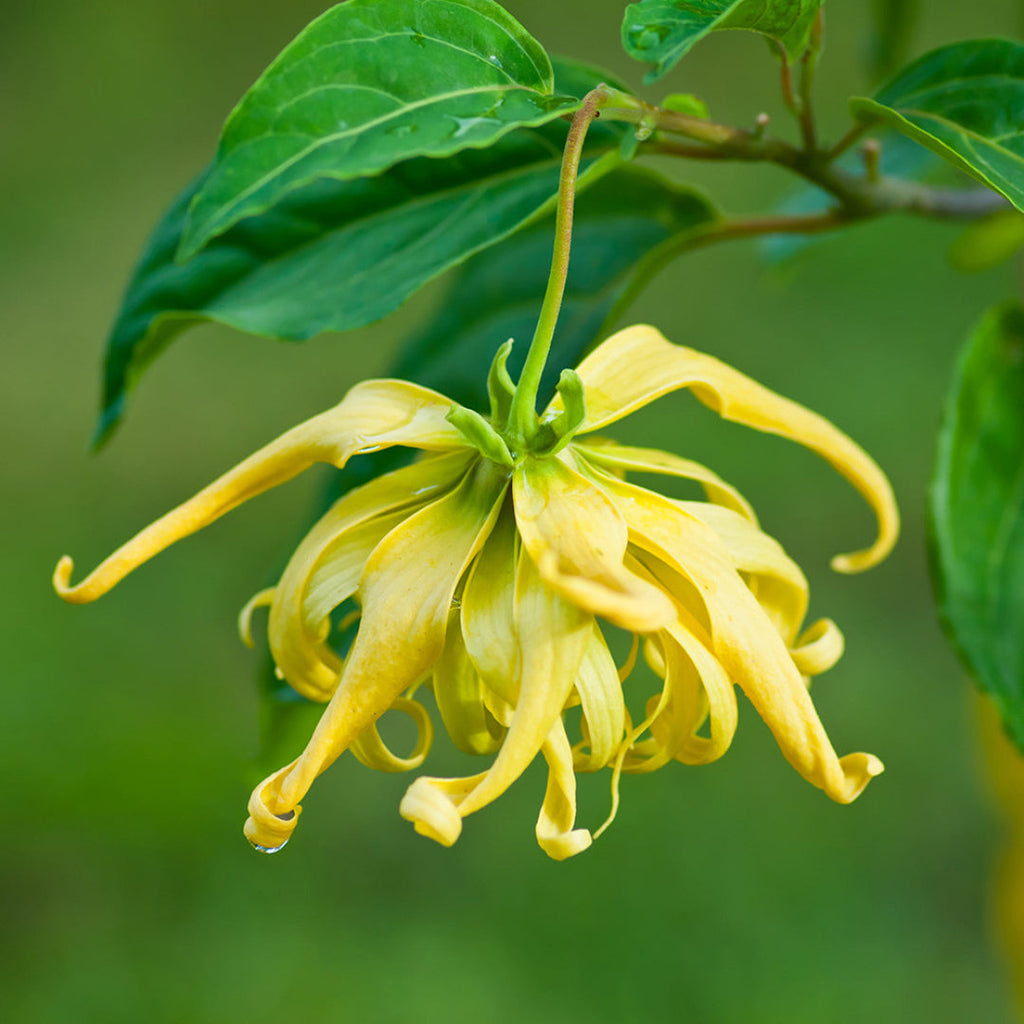 Ylang Ylang Essential Oil - Organic & Therapeutic-Grade